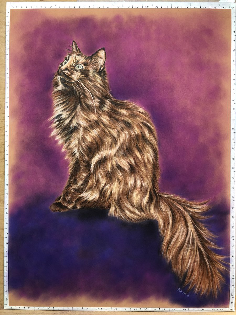 “Ageless” 
My memorial picture of my Pixie, who crossed the Rainbow Bridge on October 28.
#CatsOfTwitter #catlovers