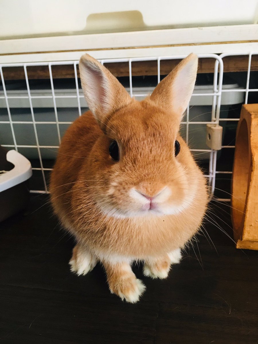 うさぎカフェ ミニヨン على تويتر くりくりおめめがチャームポイント カフェミニヨン 吉祥寺 東京 うさぎ うさぎカフェ ネザーランドドワーフ ホーランドロップ 子うさぎ販売 うさぎカフェ ミニヨン على تويتر くりくりおめめがチャームポイント カフェミニヨン 吉祥寺 東京 うさぎ うさぎカフェ ネザーランドドワーフ ホーランドロップ 子うさぎ販売