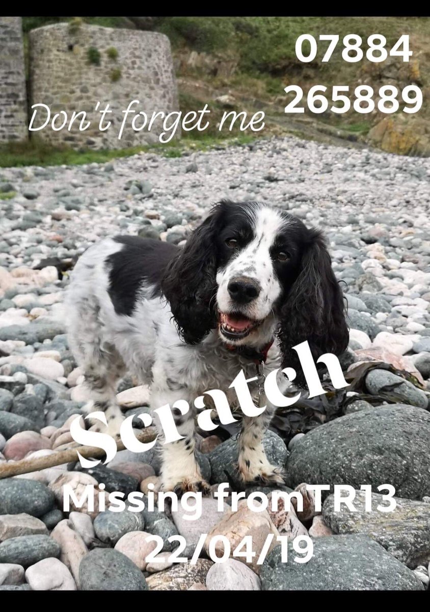 ☹️☹️PLEASE DON,T FORGET ABOUT ME IM STILL MISSING  HELP ME GET BACK HOME TO MY FAMILY ☹️☹️ 
#FindScratch #Cornwall elderly / where is he? 
Too many people #finddogs and keep or give to friends - it has to stop 💔 #PetTheftArmy #Tagthedogteam 
facebook.com/groups/2218047…