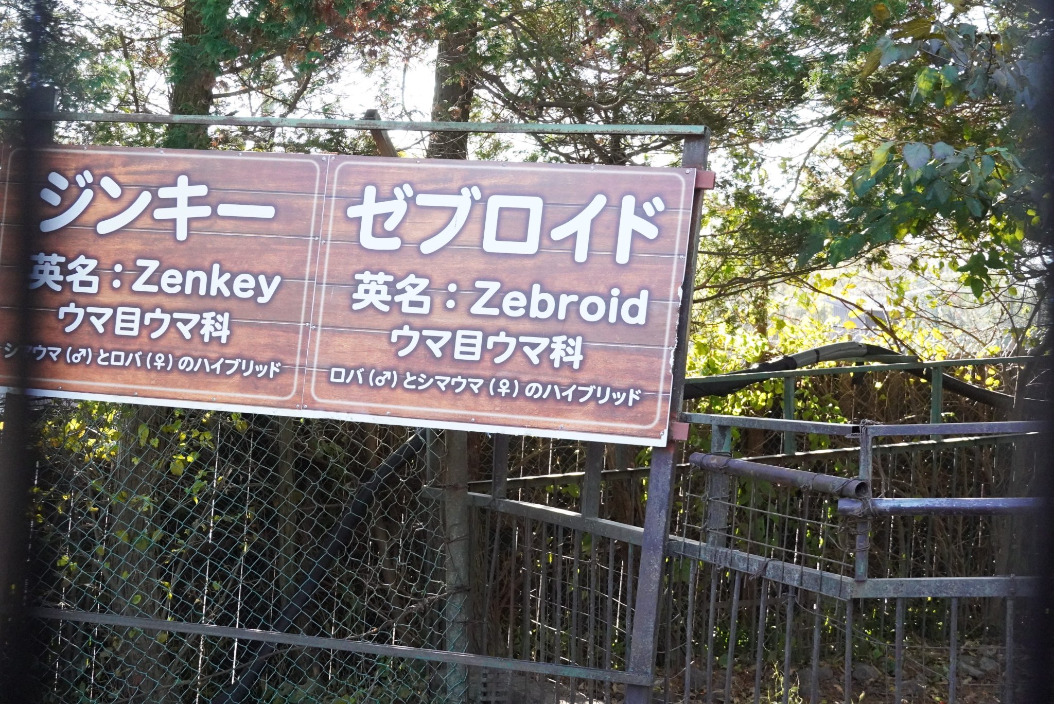 Uzivatel Ky Na Twitteru ジンキー 二枚目 とゼブロイド 三枚目 ロバとシマウマを同じ場所で放しているためたまにハイブリッドが産まれるのだとか 19 11 09 那須サファリパーク ジンキー ゼブロイド Uzivatel Ky Na Twitteru ジンキー 二枚目 とゼブロイド 三枚目 ロバとシマウマを同じ場所で放しているためたまにハイブリッドが産まれるのだとか 19 11 09 那須サファリパーク ジンキー ゼブロイド