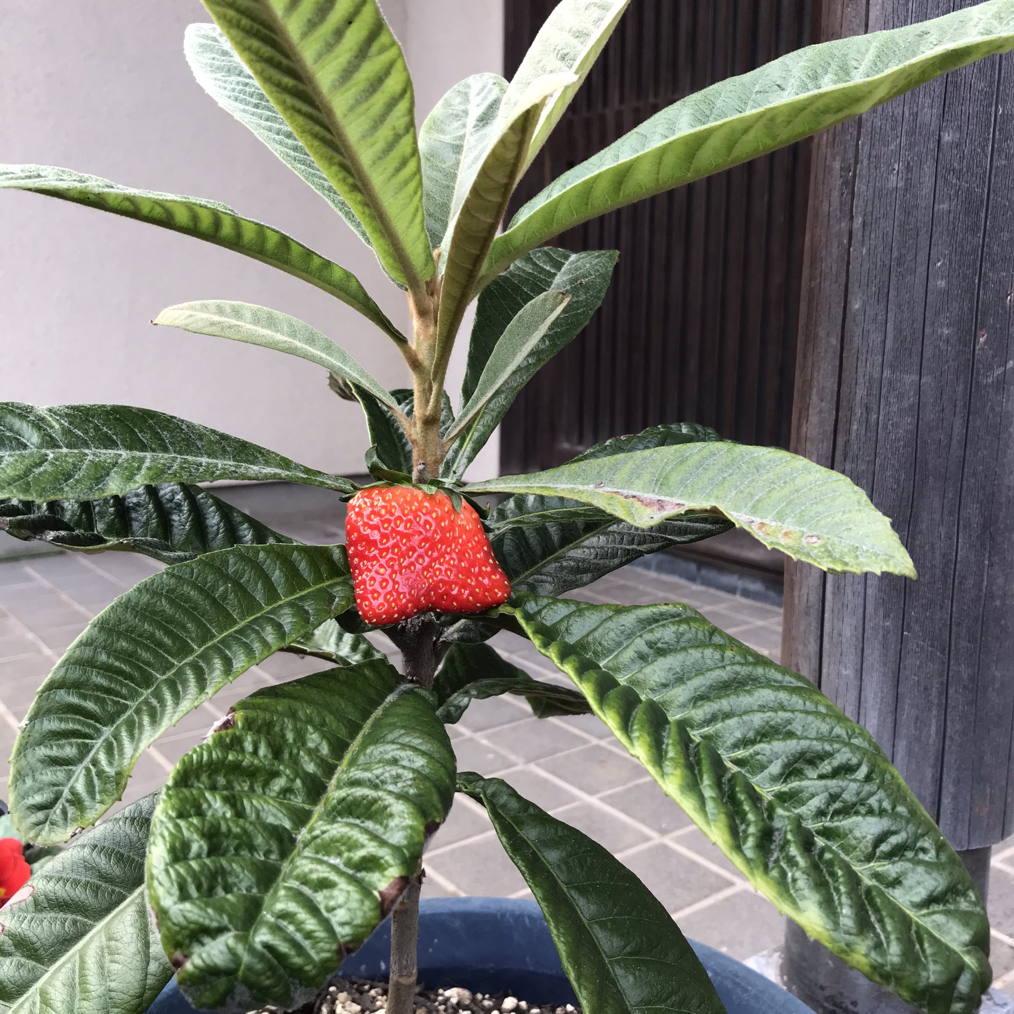 N Dai Ojisan Kah Savu12 12月 ホワイトクリスマス でも赤いイチゴが木になるなぁ フェイクニュースとインフルにご注意を T Co Ipynpd0nii Twitter