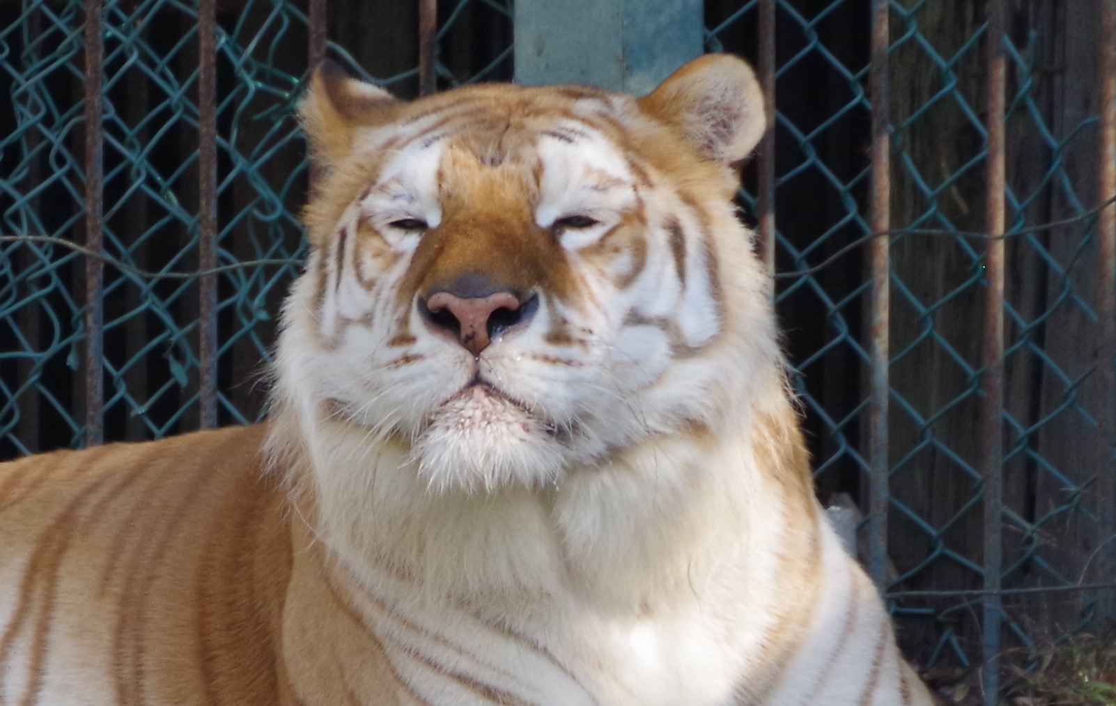 ZOO_Animals(ネーム考え中) on Twitter