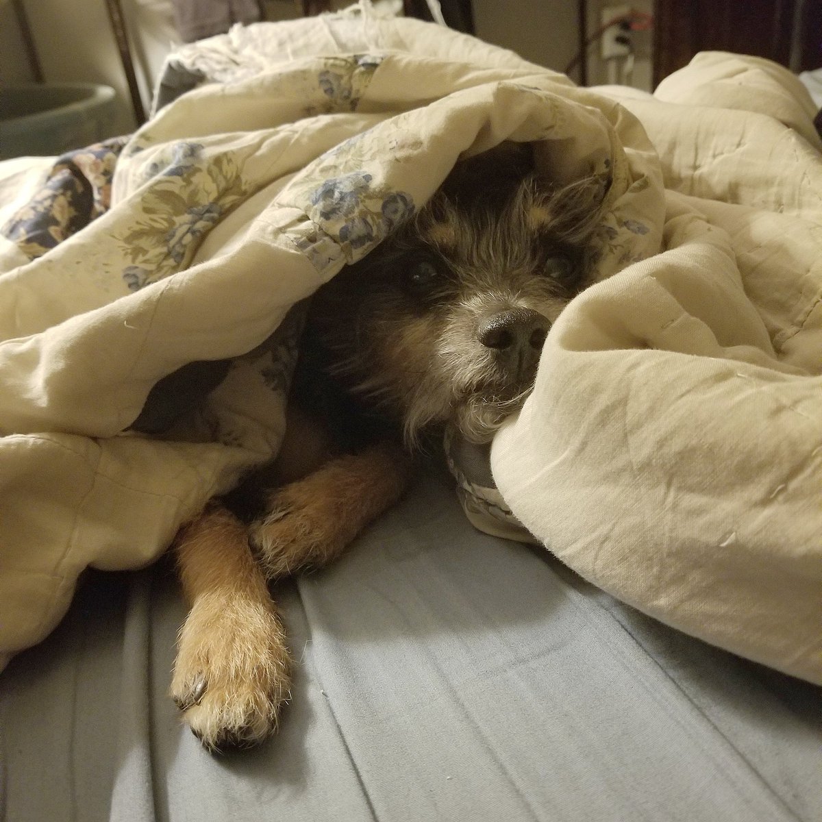 atorres890's tweet photo. Why is he the cutest bean!!!!! #Rockythedog #rockybalboa #furbaby  #mixedpup #dogcuddles https://t.co/qxCgbrelTJ