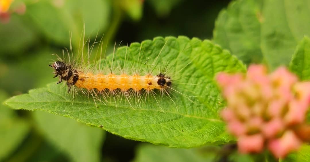 Good morning Aamirians👍
#mobilephotography #nature #MotherNature #thevisualcollective #anglephotography #insectsworld #f_a7kb 
Excited for LAAL SINGH CHADDA