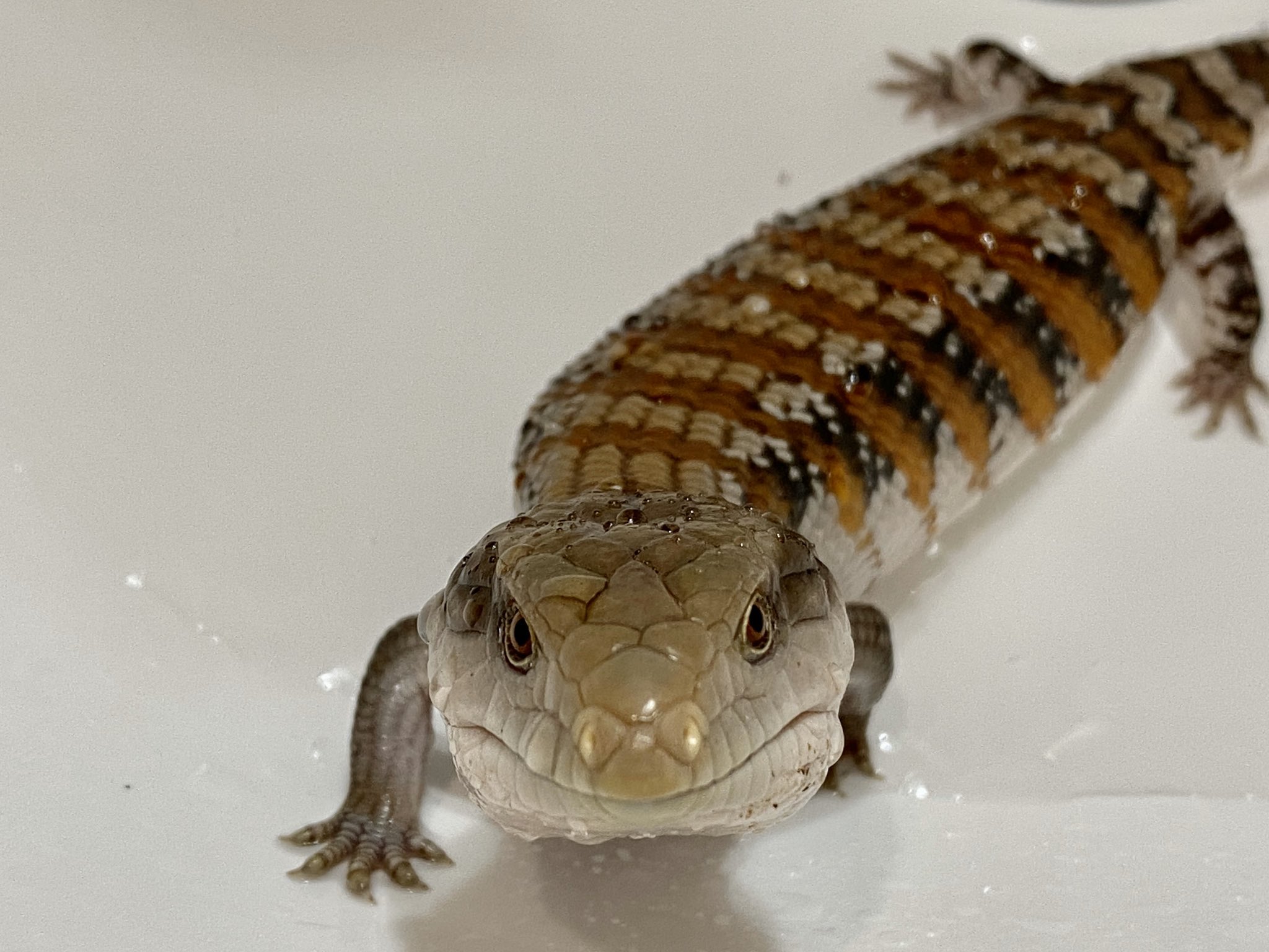 ぷんす爬虫類館 しばてつ ちゅみ 正面からみたアオジタちゃん キタアオジタトカゲ トカゲのだんご