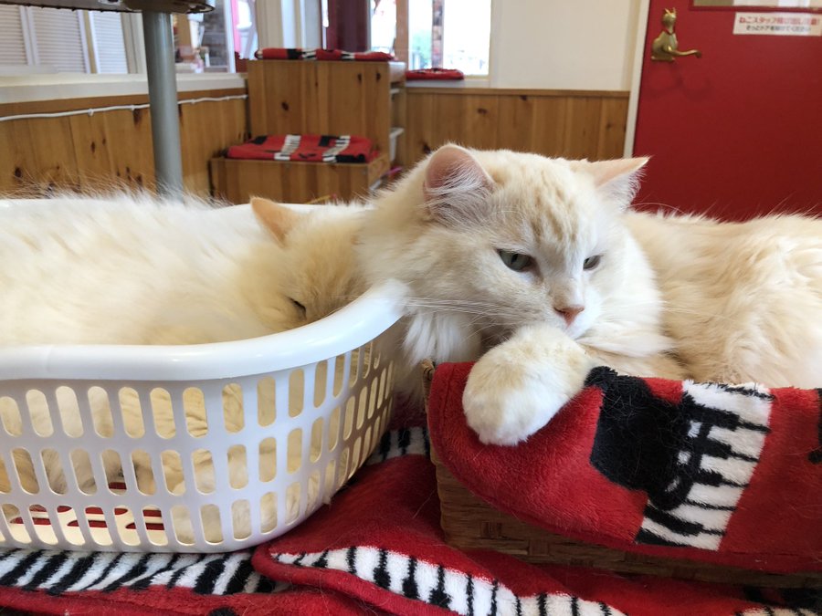 群馬にある猫カフェをご紹介 占いもできる個性的なお店まで ねこちゃんホンポ
