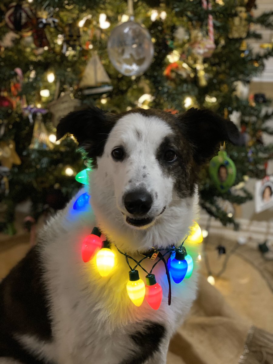 Helping around the house to unleash some Christmas magic 🎅🏼⛄️🎄 #Christmas  #family