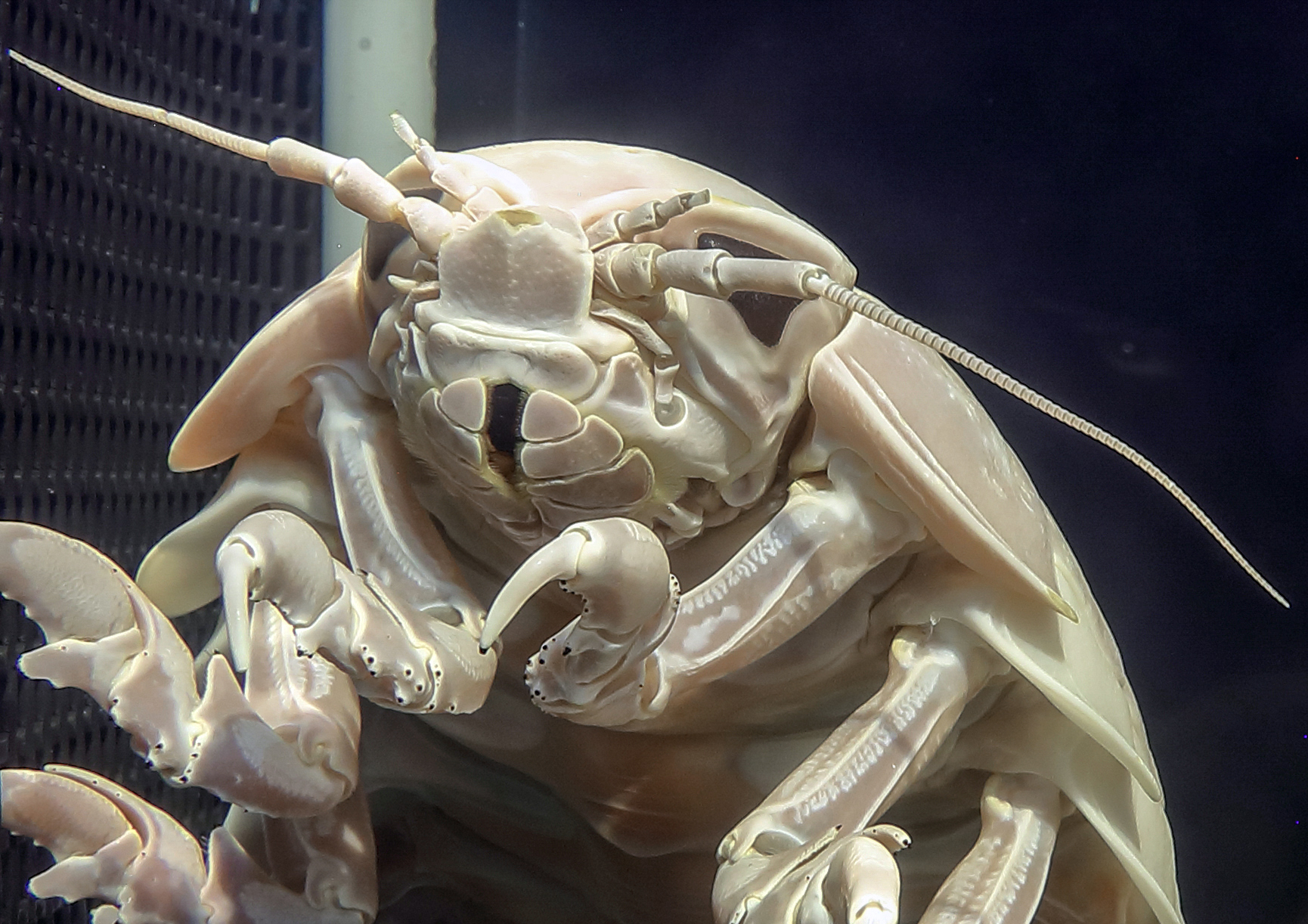 鳥羽水族館（TOBA AQUARIUM） on X: 