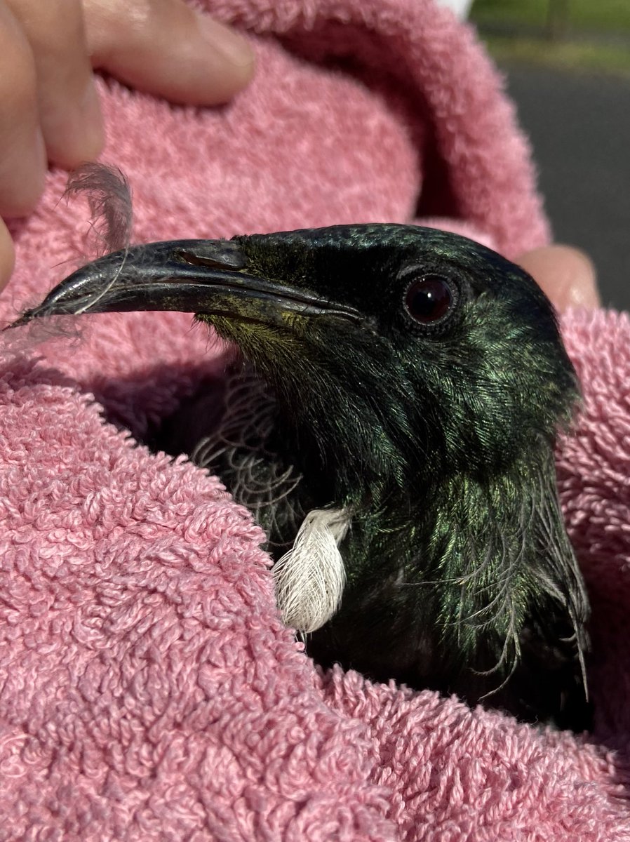 Found this guy in the middle of the road today while out biking. Lifted him gently out of the way until a neighbour came to check him out. Looked like he was being beaten up by other tūī! So beautiful up close - very privileged to hold something so precious. #tui #bikeAKL #manu