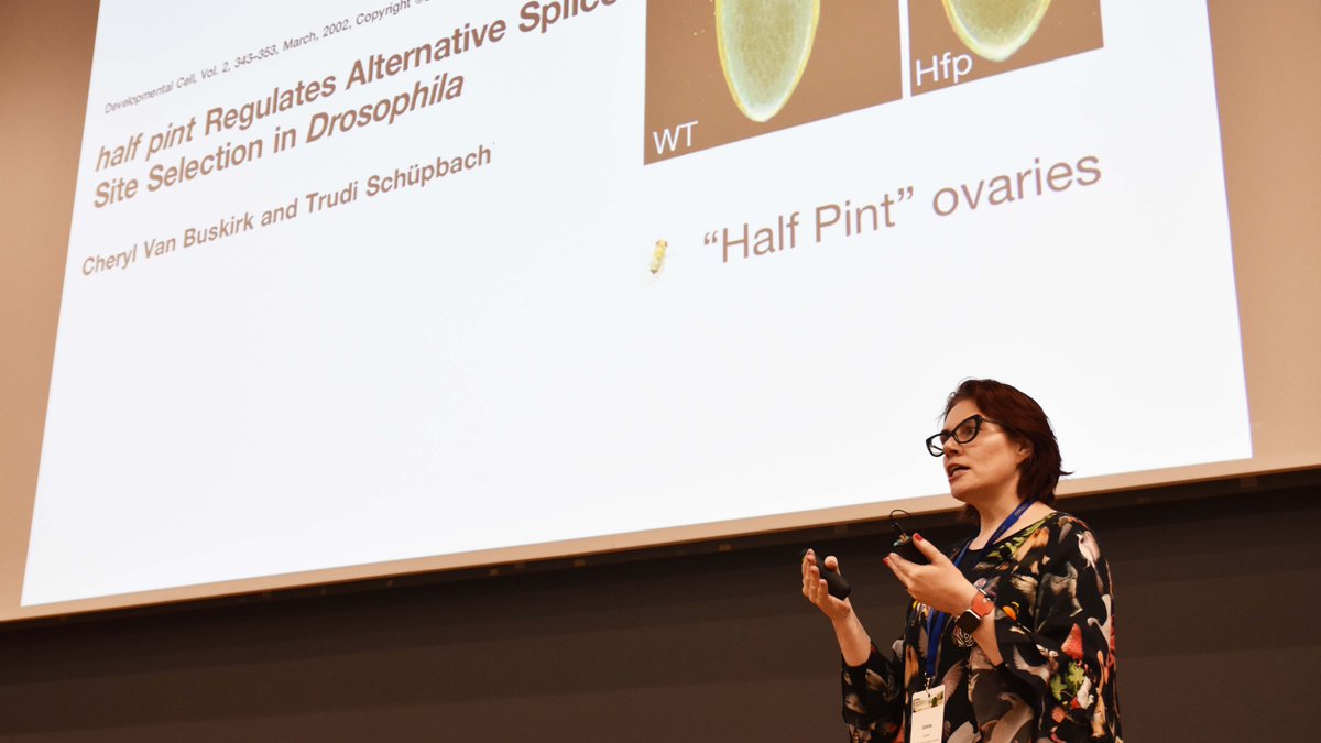 TranscriptACT's tweet image. First Keynote Leonie Quinn discussing "Half Pint" ovaries #actxvi19 16th Asian Conference on Transcription Dunedin NZ