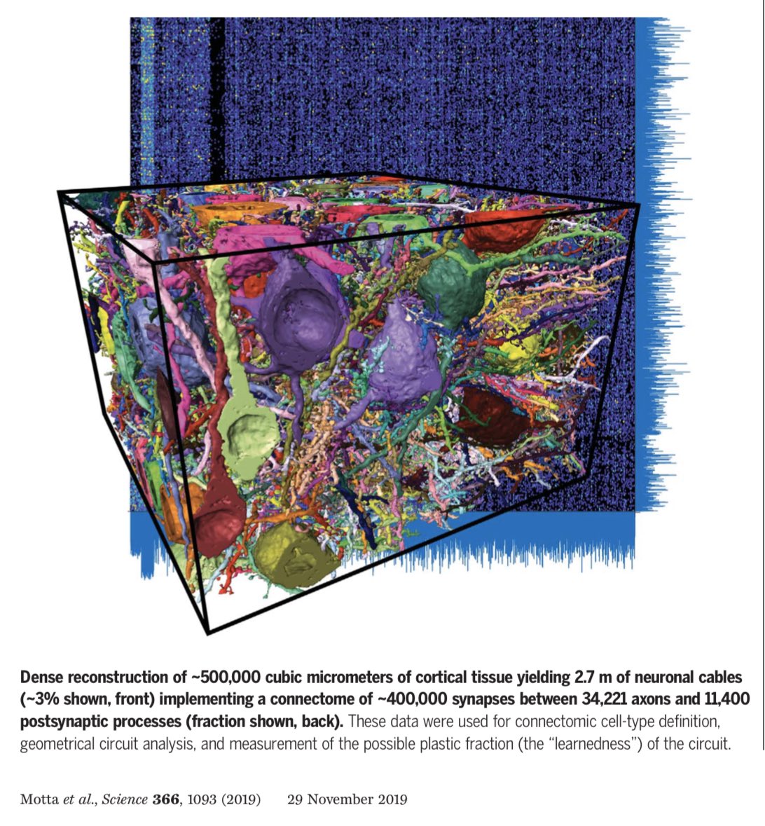 Science Dergisinde (29 Kasım 2019) beynin 3D harika görüntülemeleri yayınlandı ve duyusal korteks tabakasının nasıl yapılandığı ortaya konuldu.

1 mm3 beyin alanının yaklaşık 10.000’de 5’lik hacmi görüntülenen.

Varolan en güzel şeyin insan beyni olduğuna bir kez daha inandım.