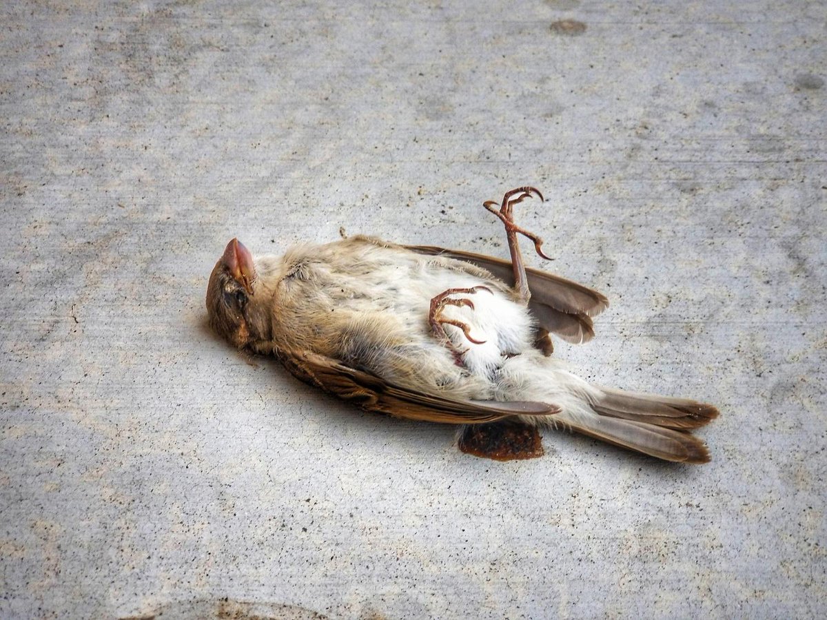 franceculture's tweet photo. Environ un tiers des oiseaux ont disparu des campagnes ces vingt dernières années. Des printemps sans chants d'oiseaux ? C'est malheureusement ce qui nous attend à cause de l'agrochimie. https://t.co/YhOxxtLqIA https://t.co/59lnNIA1Hh