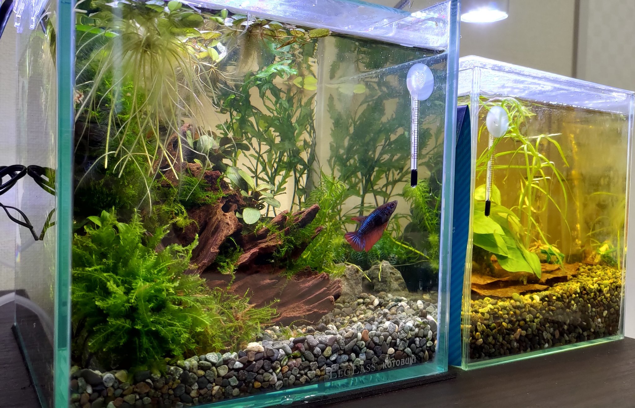 えびな あまね Vtuber こんにちは 12月になってしまいましたね 今日はセンチキューブ水槽のレイアウトがしっくり来なさすぎて模様替えしました ヒーターとスポンジフィルターが全部隠せてご機嫌です W 今日もまったりよい日曜日を