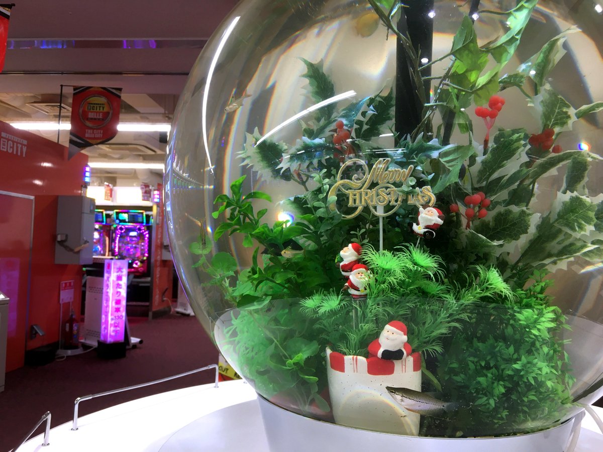 水槽レンタルサービス 球体水槽 レンタルでの取り扱いは当社だけ 水中の飾りもクリスマスバージョンへ 他にはないアクアリウム 水槽を追求しています 球体水槽 丸い水槽 インパクトのある水槽 水槽レンタル 熱帯魚レンタル 水槽レンタルサービス 球体水槽 レンタルでの取り扱いは当社だけ 水中の飾りもクリスマスバージョンへ 他にはないアクアリウム 水槽を追求しています 球体水槽 丸い水槽 インパクトのある水槽 水槽レンタル 熱帯魚レンタル