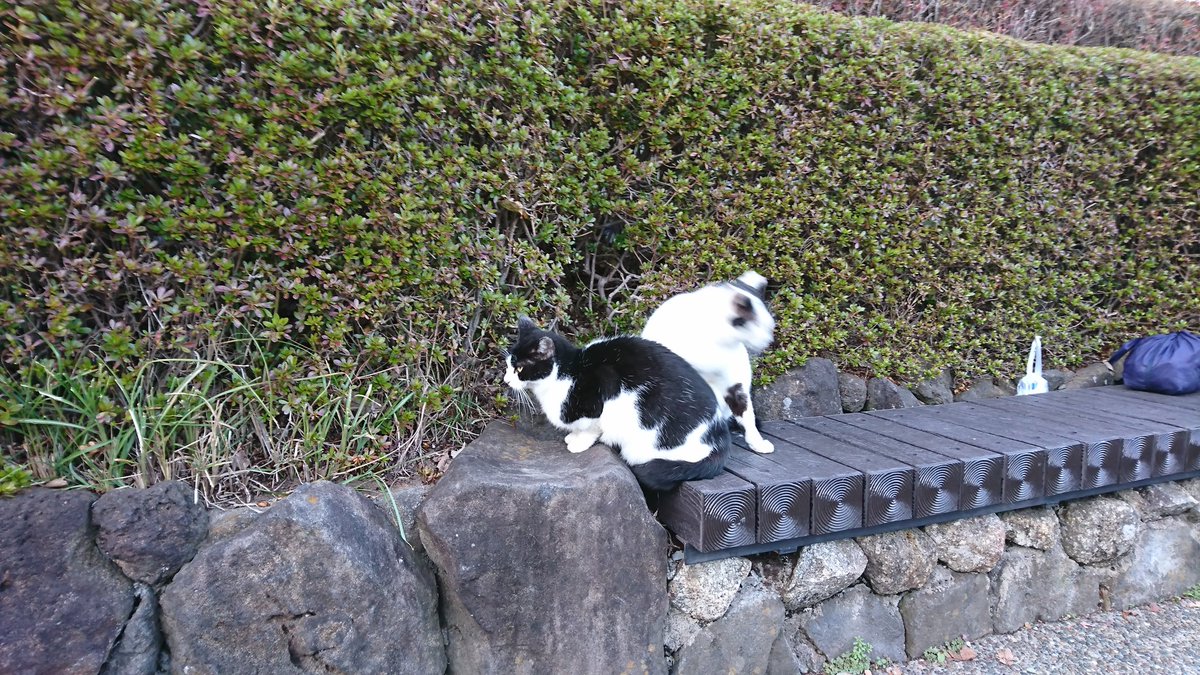 幽体離脱ねこ 