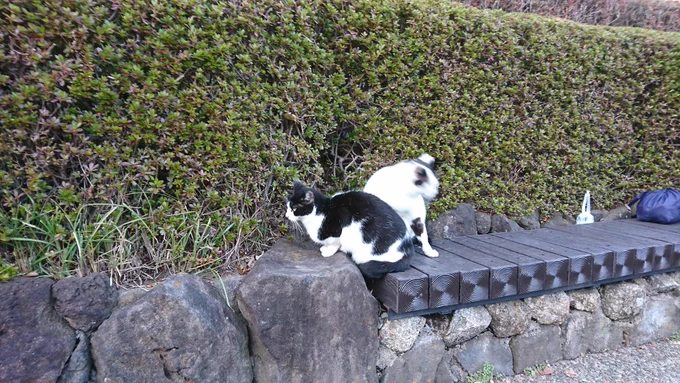 幽体離脱ねこ 