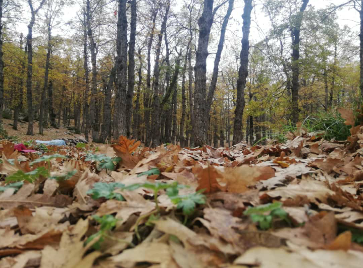 Princesss_93's tweet photo. من مشوار اليوم 💛
غابة العذر 🍁🍂
#Autumn https://t.co/z5xtWelzNu