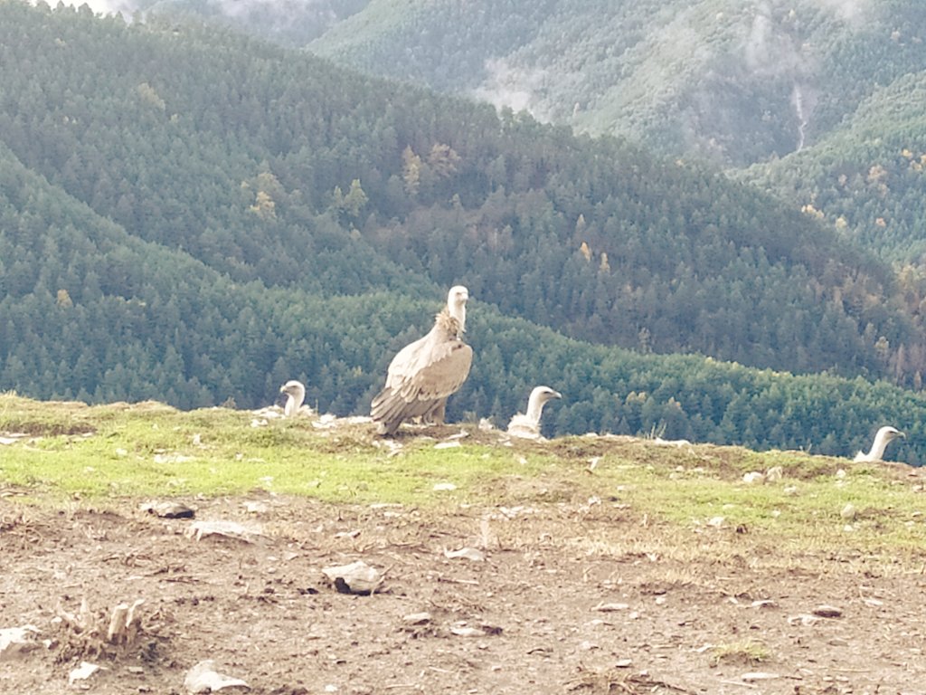 JoseVillalbah's tweet photo. #CastilloMayor #Buitre #Vulture #Otoño #Sobrarbe #Pirineo https://t.co/TDd3AEFsZ9