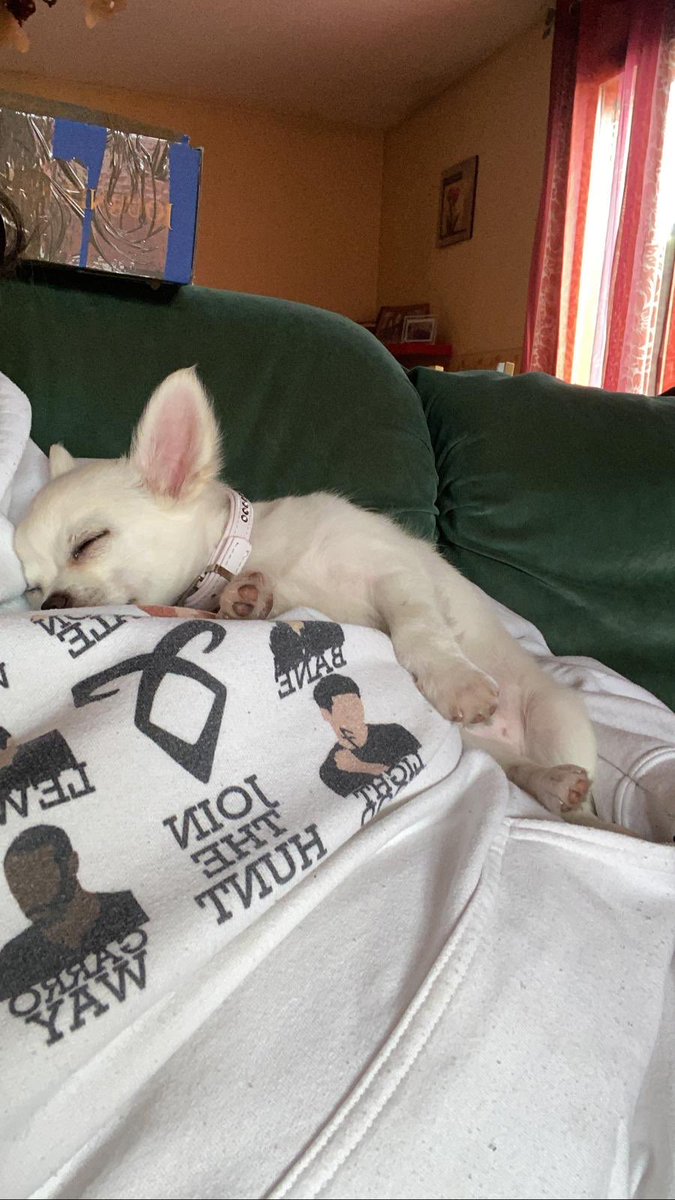 Lea_lkj's tweet photo. It’s nap approved too ! #shadowhunters https://t.co/SsNBt1iV3f