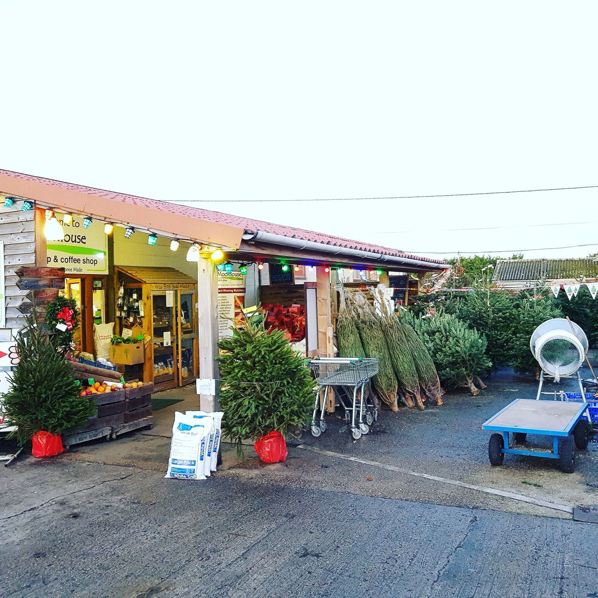 It's #December1st are you looking for a #ChristmasTree ? We have all shapes &amp; sizes including Spruce, Nordman &amp; Fraser Fir 🎄 #Christmas #shoplocal #moorhousefarm #Northumberland