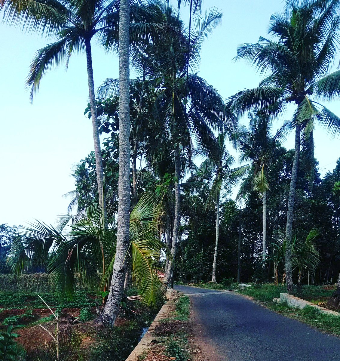 dok_foto's tweet photo. Nyiur Melambai di sepanjang Jalan Desa Sukasari, Kecamatan Mandirancan, Kabupaten Kuningan, Jawa Barat

#dok_foto #dokumentasi_foto #mandirancanKuningan #kuninganjawabarat https://t.co/tsMrNhzQV2