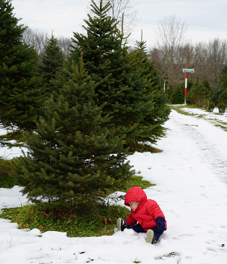 TLastGrnValley's tweet photo. We are thankful there are so many tree farms left in The Last Green Valley! Gray Ledge Tree Farm in Plainfield, Allen Hill Farm in Brooklyn and Hansen Family Tree Farm in Woodstock are a few of the places you can go to get great trees!
#TLGV #TheLastGreenValley #FreshCutTrees https://t.co/O0lCrYe20q