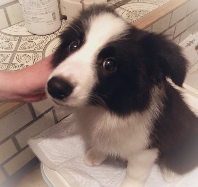 うちにわんちゃん来たよ🎵🐶 