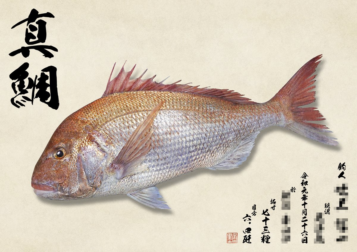 デジタル魚拓 魚墨 さて 本日は73 大鯛のリアル魚拓のご紹介です リアル魚拓 古紙風背景という組み合わせで魚体がそこにいるような錯覚を起こしてくれる作品になっております 魚体のきらめきも眩しいほどですね 魚 魚拓 釣り デジタル魚拓