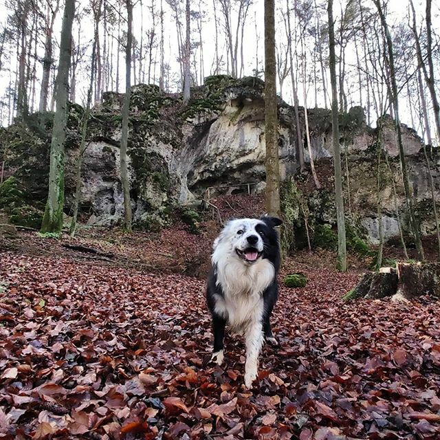 EverydayFinlay's tweet photo. #Finlay #bordercollie #dog #Hund #dogstagram #dogsofinstagram #dogs #borderfame #mi9 #dogsoftwitter https://t.co/Cey66WE4nL https://t.co/nJk5cl7ybV