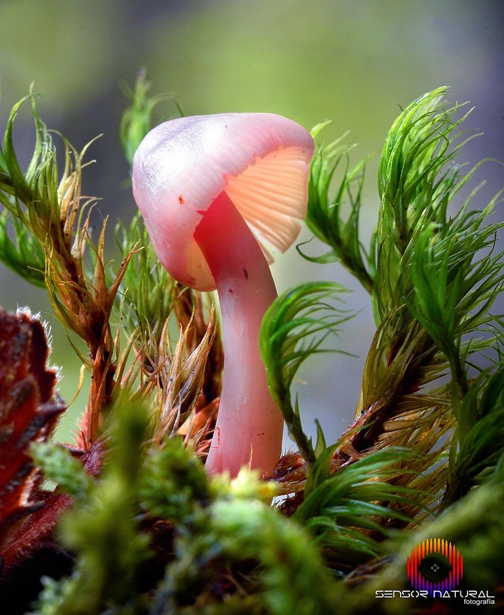sensor_natural's tweet photo. Mycena pura, es una seta venenosa que contiene sustancias psicotrópicas.
___________________
#mycology #micología #mushrooms #soria #cyl #SensorNatural #fungi https://t.co/EDXU0BqSVv