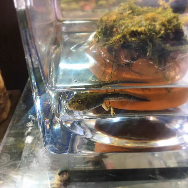 ベルツノガエルのおたまじゃくし。顔はすでに大人です。 