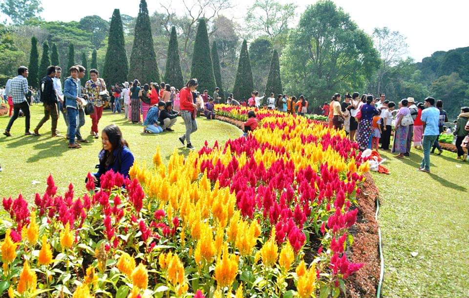 GoMyanmarTours's tweet photo. 🌷 Pyin Oo Lwin Flower Festival (15 Dec -15Jan, 2019) 🌷

Featuring about 200,000 flowery plants, the Flower Festival taking place at National Kandawgyi Garden, Pyin Oo Lwin township will be a highlight of your trip to Myanmar in December.  https://t.co/MevwZY2Bxd https://t.co/8HQfCt0jBZ