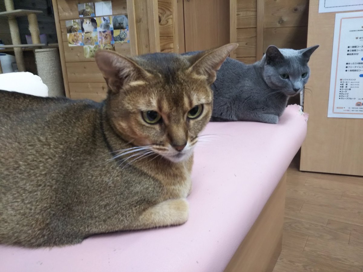 おやすみルフナ リーフ トイボブ Toybob 猫 ネコ ツイレポ おやすみルフナ リーフ トイボブ Toybob 猫 ネコ ツイレポ