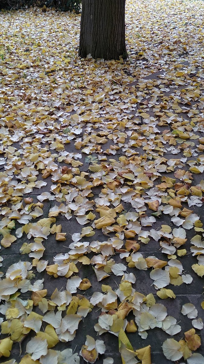 Taller d'art i tardor: fulles seques, fulles noves. Aquest matí a la #Jugatecambiental <a href="/ParcsplatgesAMB/">Parcs i platges AMB</a>  de #Badalona  a Ca la Clara <a href="/BadalonaTurisme/">Badalona Turisme</a>