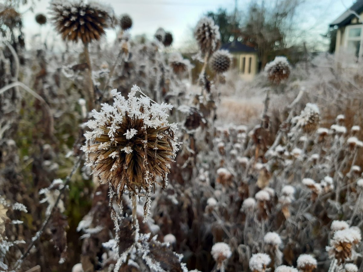 QRComposting's tweet photo. Cold crisp and beautiful https://t.co/xmVYXezU8K