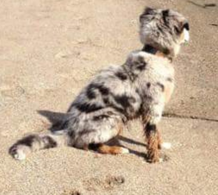 MissingPetsGB tweet picture