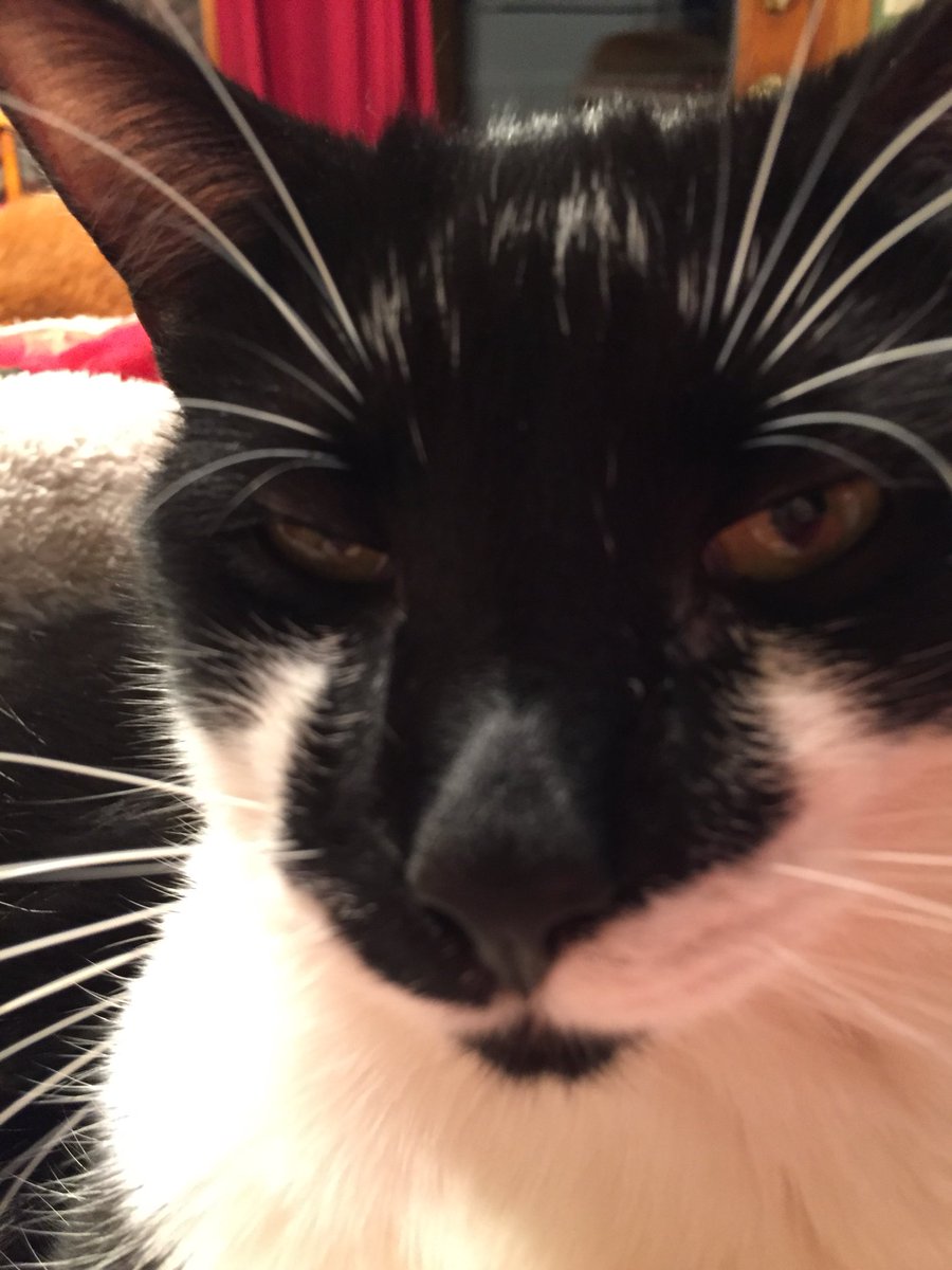 11c6558cc63241f's tweet photo. #IWasTestedAndTurnsOut Iβm infected with loving a feline !! https://t.co/25sDoc4dbY