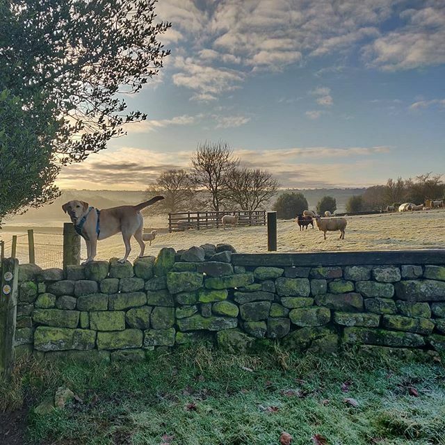 RobUmp's tweet photo. 1st Dec... Frosty morning walk with @charliefrench14 in #nidderdale #winteriscoming #northyorkshire #frostymorning #goldenlabrador #dogsofinstagram https://t.co/6jY8TEJpmE https://t.co/TcHgDkaxSI