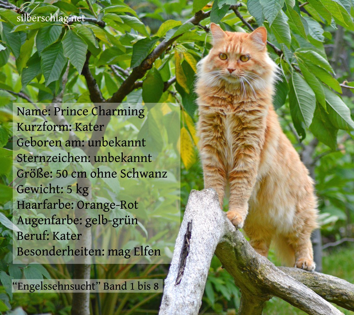 #amazon #engelssehnsucht #kindleunlimited #lovecats #PrinceCharming #silberschlag #Adventskalender #empfehlung