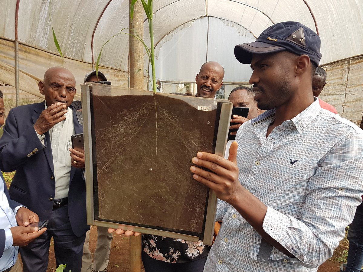 andy_borrell's tweet image. Narrow root angle in sorghum associated with higher grain yield under drought in Ethiopia @gatesfoundation PEARL Project Final Review meeting  (Jimma University &amp;amp; UQ) @QAAFI
