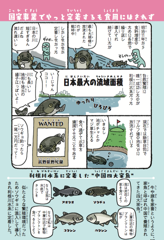 #外来いきもの図鑑  
ソウギョの卵は川に流されながら孵化する。しかし、海水に入ると死滅する。海に流れ込む前に孵化できるのか?!的な、死のカウントダウンが生まれた途端始まるので、日本では利根川水系のような長くて緩やかな川でないと繁殖できない。

#池の水ぜんぶ抜く 
