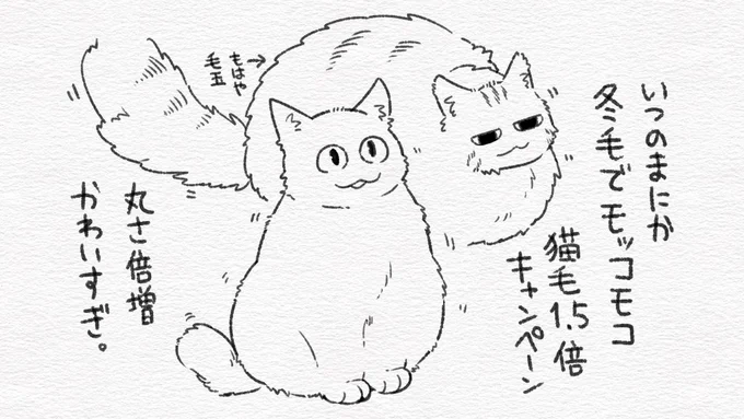 冬の猫 かわいすぎ問題。 