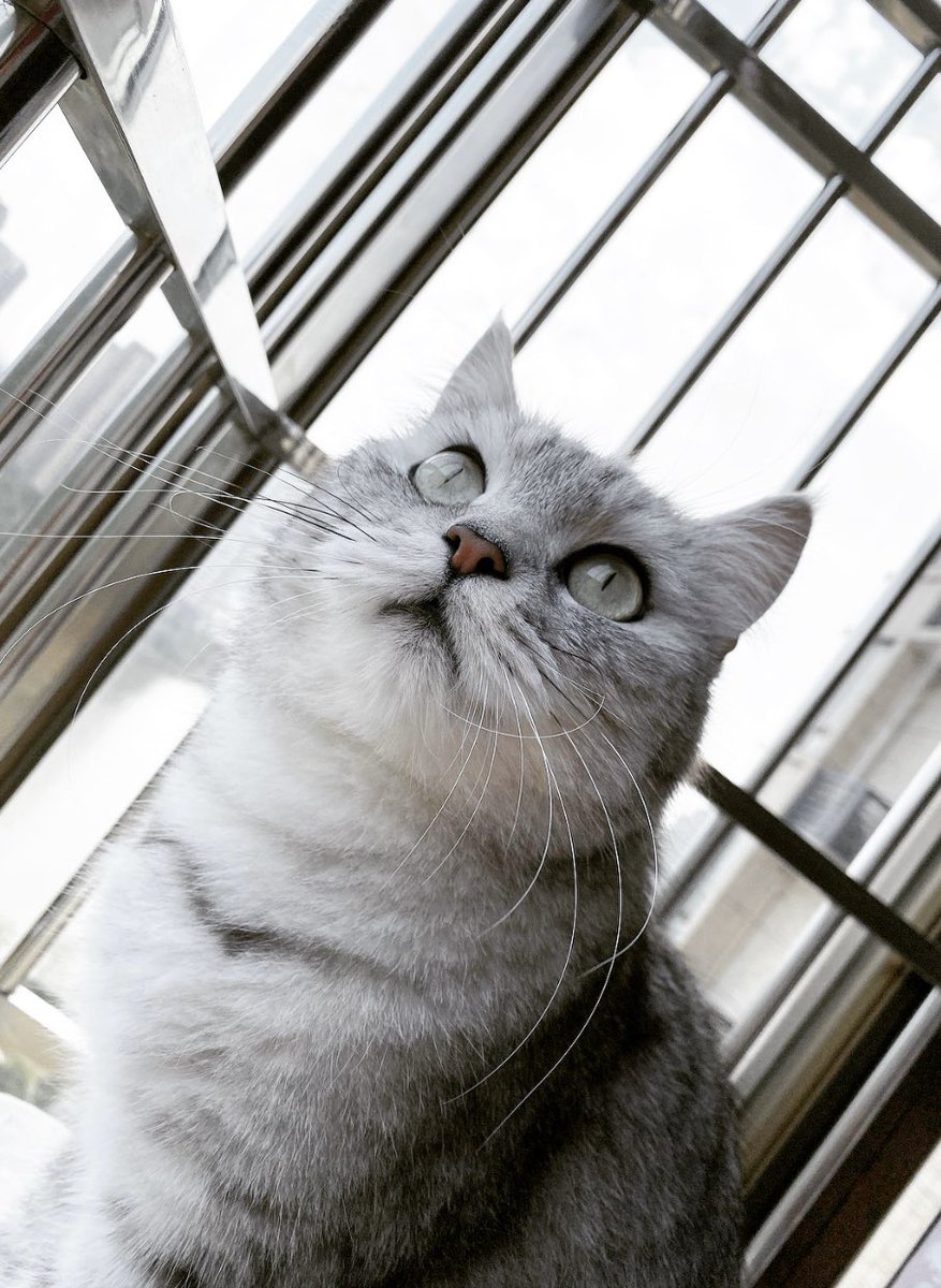 LIANLIANPLAY's tweet photo. My Cat🧡 https://t.co/rKsYDz0rfB