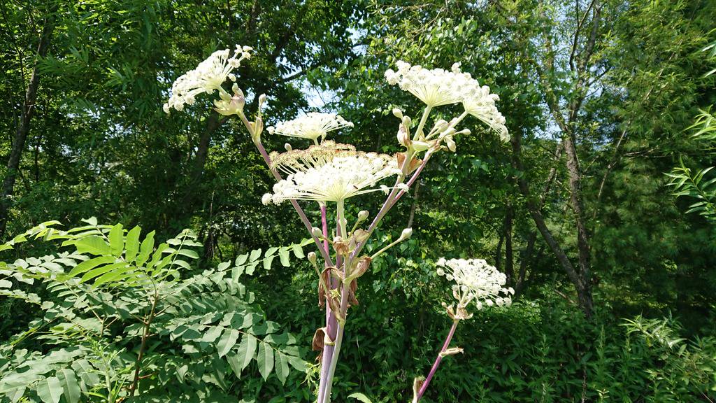 今いねぇ やけに植物に詳しい悟空 On Twitter 42sj06omkt6kupl これは種類は断定できねぇけどシシウドの仲間だな シシウドはセリ科でヤツデはウコギ科で ちっとちげぇやつだな 花火みてぇなお花は一緒だな きれぇだな Twitter