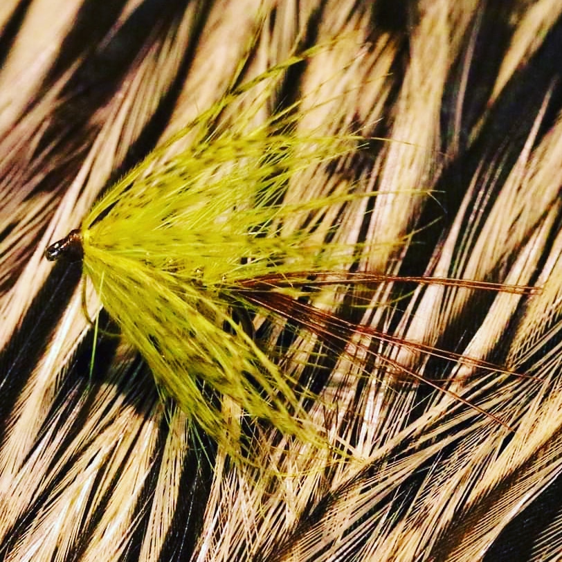 youtu.be/6AylV_r2IA0 today's @YouTube tutorial is for this little yellow mayfly #flyfishing #flytying #fishing #wetfly #lochstyle #loughstyle #wetfly #traditionalwetfly #browntrout #troutfly