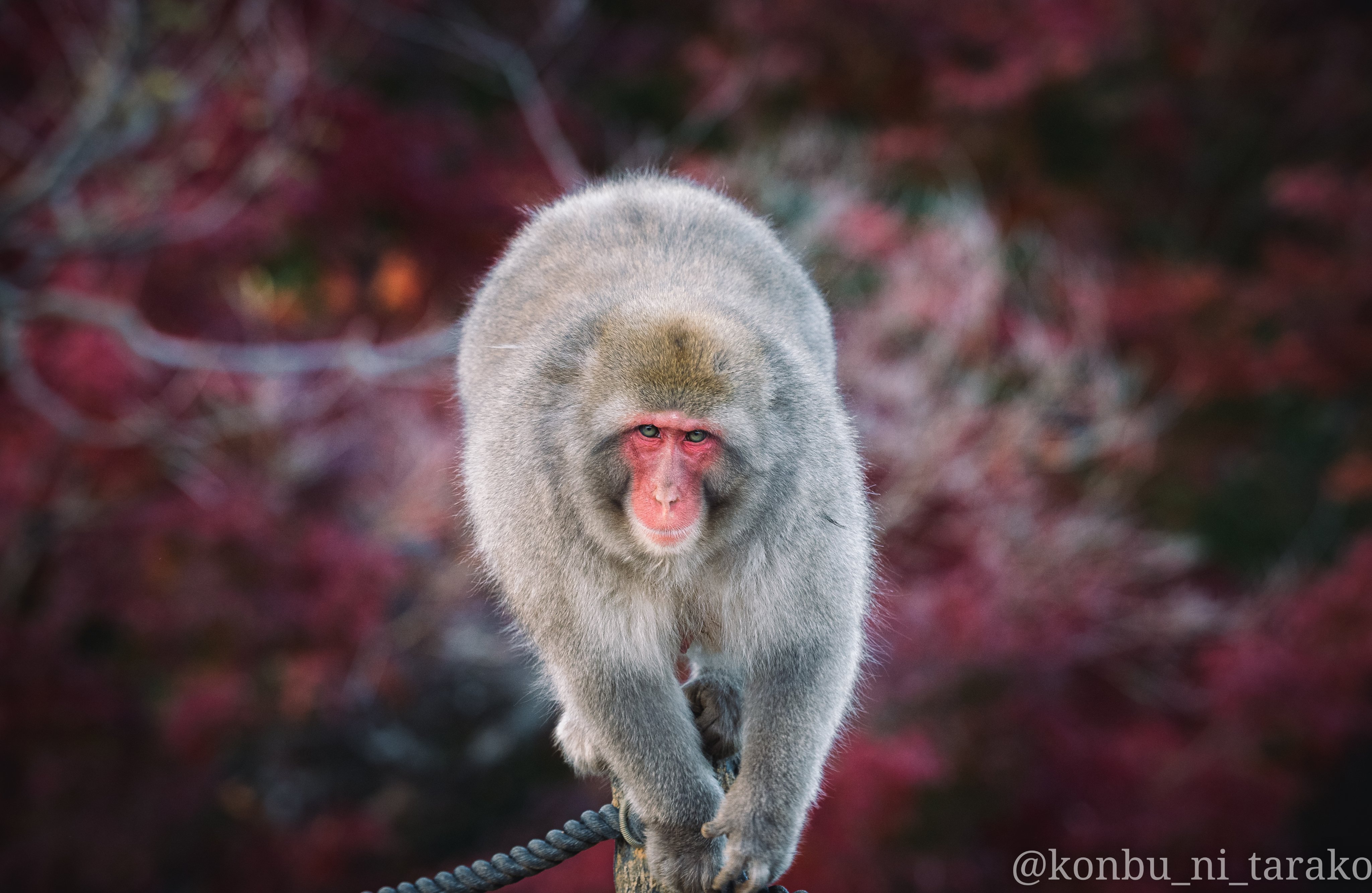 逆叉通 ボス猿という言い方は適切ではないけど漂う風格は紛うことなきボス ニホンザル Japanesemacaque 嵐山モンキーパークいわたやま T Co Ehxmxifmj6 Twitter