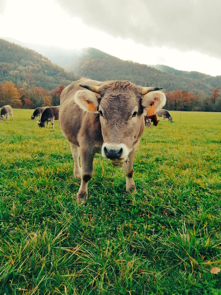 monicahida's tweet photo. Sant Joan de les Abadesses 🐂🐂🐂 https://t.co/69lDCJdddB