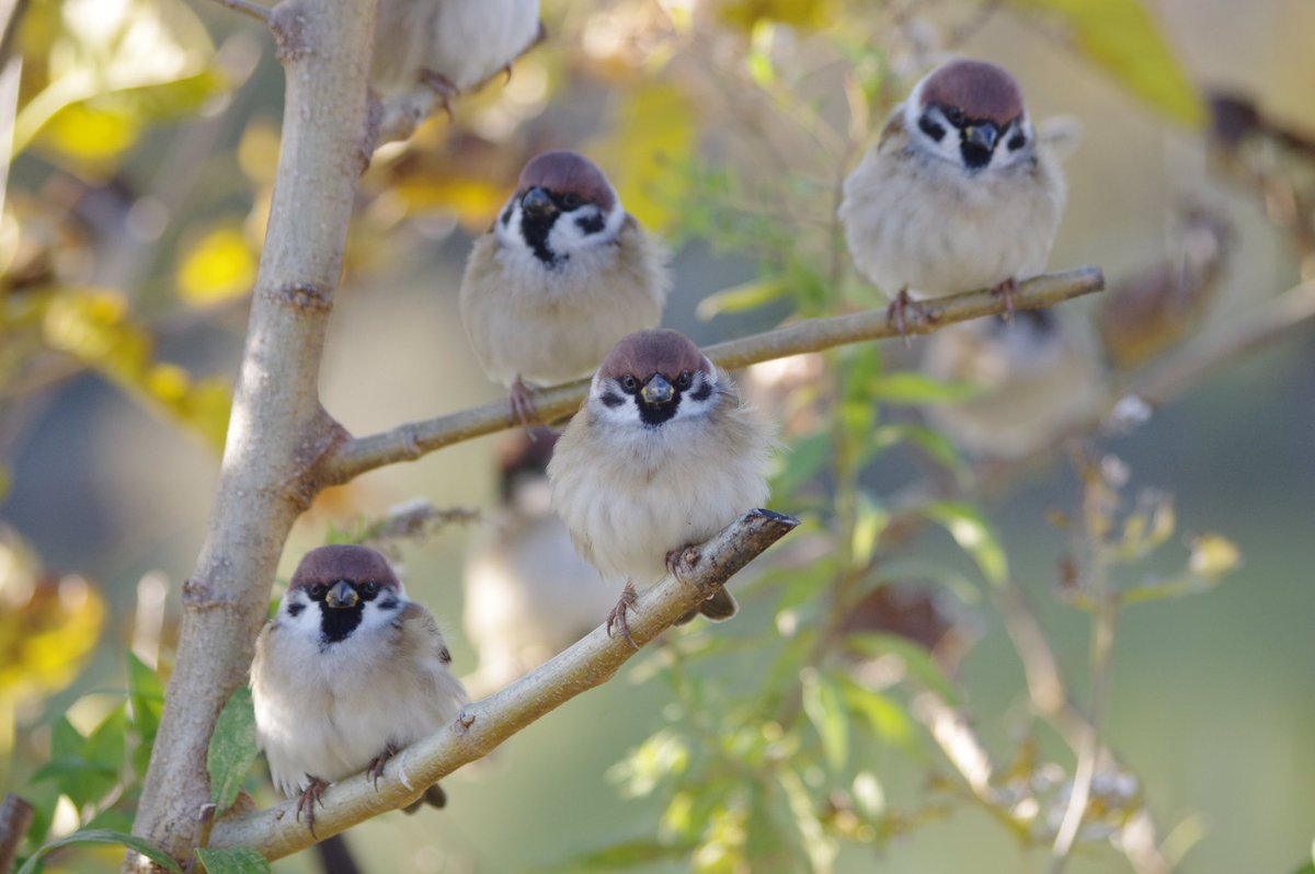 いい感じに場所鳥してますね
#雀 #スズメ #すずめ #sparrow #鳥 #小鳥 #野鳥 #bird https://t.co/oEPvB8bhFe