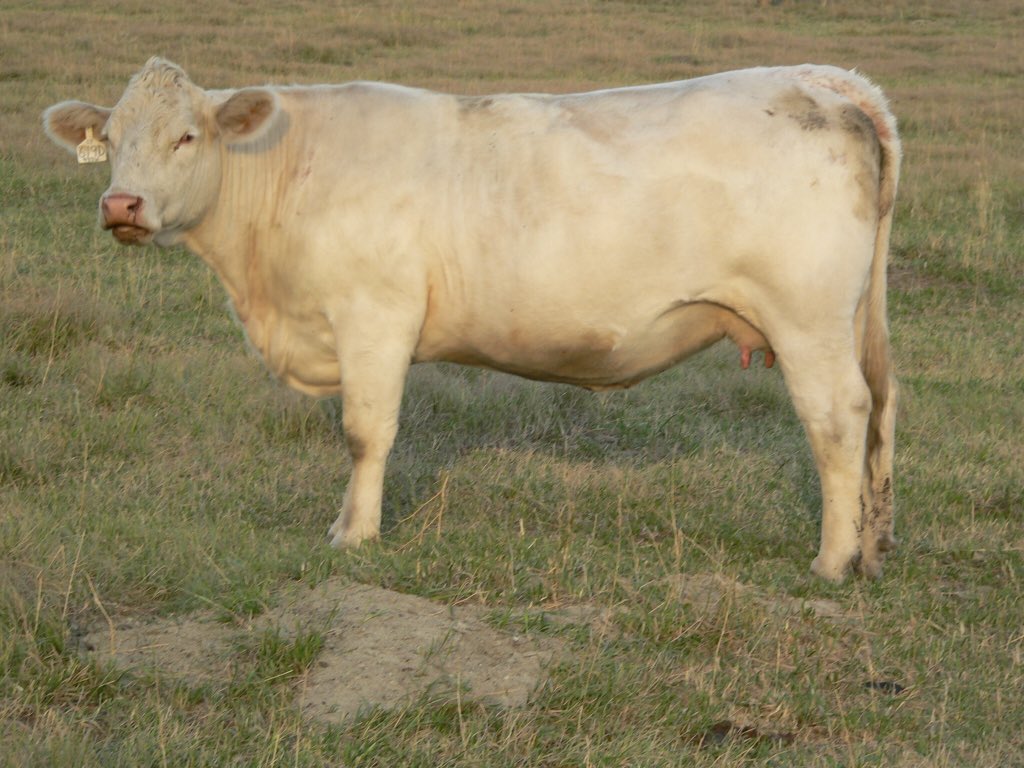 Damn and full sister to the lot 5 female selling Dec 20