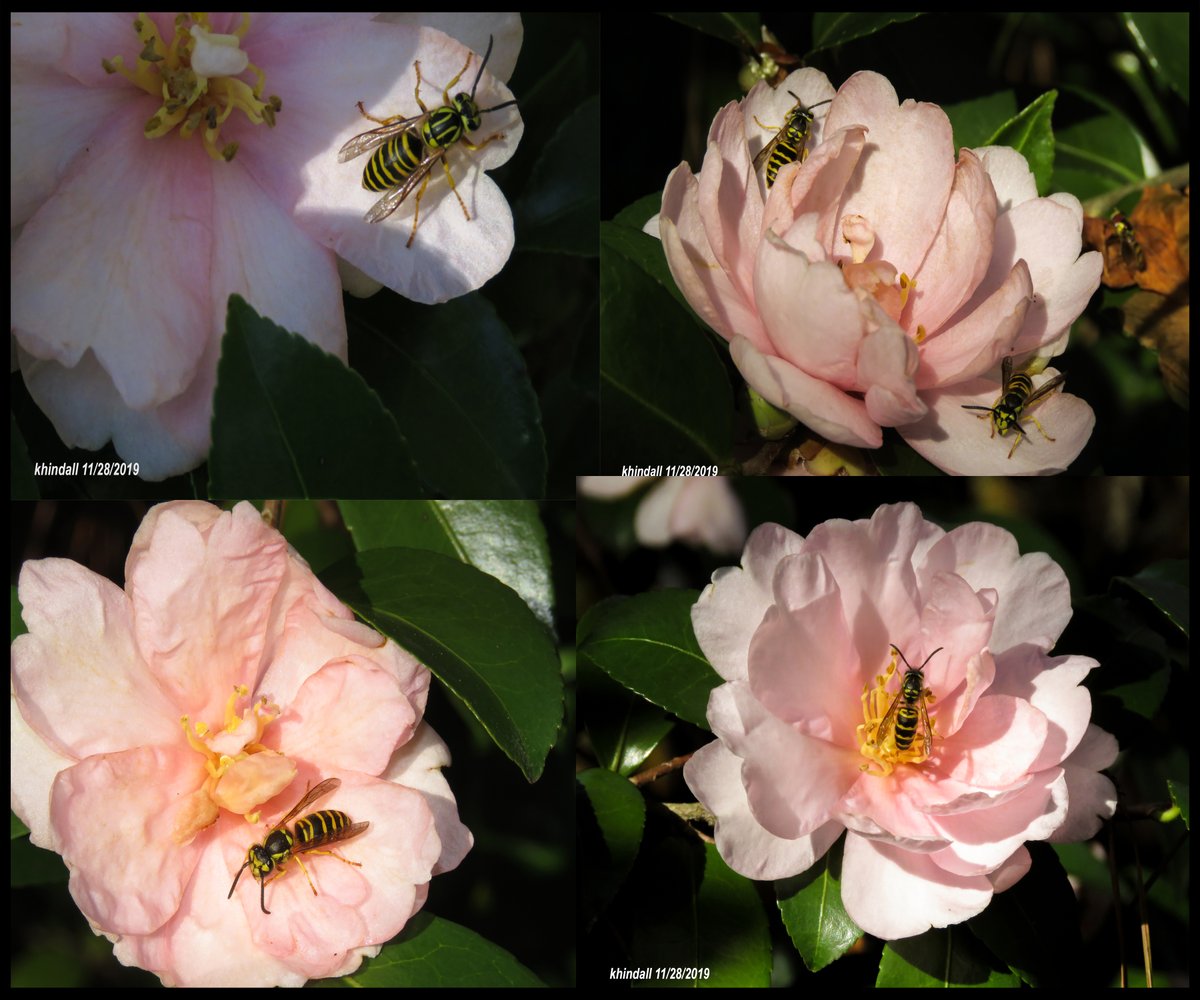 HindallK's tweet photo. Bees in #Mybackyard this week (week 48). Located NE Richland County, SC  #wildlifefriendly #gardenforwildlife

If interested - more photos can be seen at: https://t.co/2LOIYkp1ne https://t.co/mfCto4DMXM